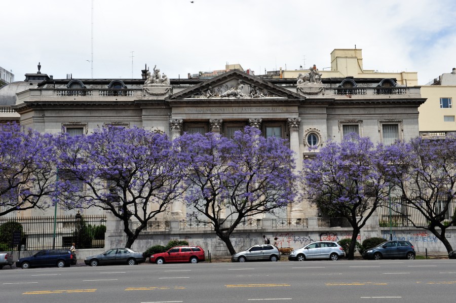 jacaranda