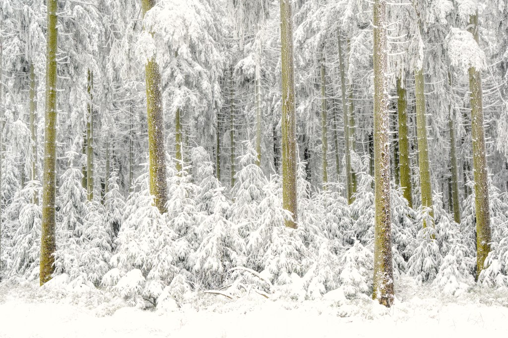 Winter Wonderland State of&nbsp;Mind