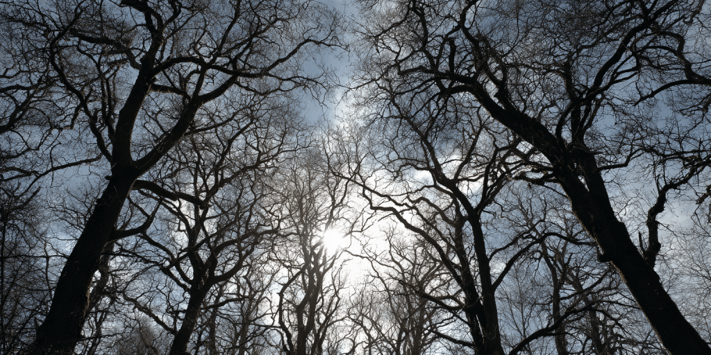 Fifteen birds and a&nbsp;blanket