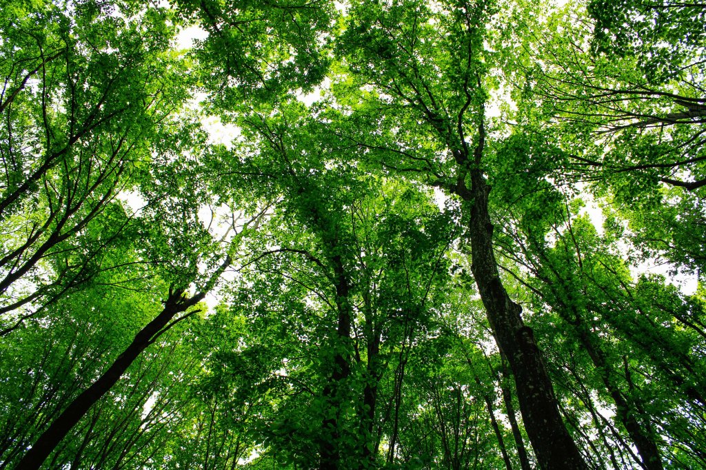 BAM Goes My Heart (A Tree&nbsp;Story)